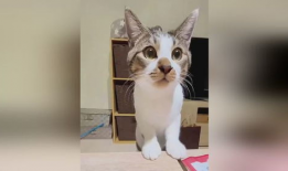 小猫搞笑视频,小猫萌态逗翻网友